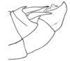 Aleuas vitticollis Stål, 1878: Fig. 26A. male abdomen tip, lateral view. (Otu).