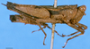 CollectionObject 1505197; 371505dc-b669-4c28-8686-1683e50f6697: male, right lateral view (paralectotype). (CollectionObject).