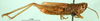 CollectionObject 1502020; 0b624baa-6eca-47e7-b27a-4a87991d9025: male, lateral view (paratype). (CollectionObject).