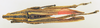 CollectionObject 1518484; b2ecc527-c812-4ab2-bc3e-a7af2c993cc4: female, dorsal view (holotype). (CollectionObject).