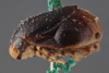Habitus, lateral view: !! display not done !! on Clastoptera funesta Stål, 1854: (Observation).