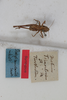 CollectionObject 1475708; 19fbc150-81d7-45ba-a036-b7db7fde2400: Male, #2, dorsal view (syntype). (CollectionObject).