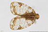 Habitus, dorsal view: !! display not done !! on Biolleyana fenestrata (Gerstaecker, 1895): (Observation).