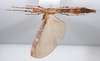 CollectionObject 1590113; 12f0d1aa-e2fd-4f0c-aace-b417936a0556: copyright ZSMC, Munich. female, ventral view (holotype). (CollectionObject).