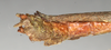 CollectionObject 1561358; 95b1cf49-2a4a-4571-84bc-429fba99cabd: copyright MIZ, Warsaw. male: end of abdomen, lateral view (syntype). (CollectionObject).;CollectionObject 1561359; 7fea4d77-908e-4597-9734-c9a775e418e4: copyright MIZ, Warsaw. male: end of abdomen, lateral view (syntype). (CollectionObject).