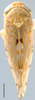 Habitus, dorsal view on Dagama Distant, 1910: Dagama forcipata, dorsal habitus (INHS). (Observation).