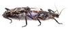 CollectionObject 1562575; 07a0272b-4370-4cce-b5ef-c9b71d733ddd: copyright R. Sage. mating pair, found under rocks in paramillo vegetation (see specimen data). (CollectionObject).;CollectionObject 1562576; 50f4f8a9-7fbf-4567-90f8-05224b398926: copyright R. Sage. mating pair, found under rocks in paramillo vegetation (see specimen data). (CollectionObject).