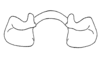 Atopacris manabiensis Amédégnato & Poulain, 1998: Fig. 51. Epiphallus (dorsal view). (Otu).