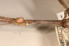 CollectionObject 1561085; a4e2c403-bfd2-4dee-93b9-b969e64160dc: copyright OUMNH. male: head and thorax, lateral view (lectotype). (CollectionObject).