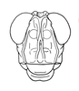 Afrotettix fursti Brown, 1970: Fig. 17. male, face. (Otu).