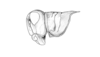 Dichroplus robustulus (Stål, 1878): Fig. 6. female, head and pronotum, lateral view. (Otu).