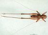 CollectionObject 1501869; 7fc097e0-7036-4b2d-a0d3-e00cd234ca90: male, dorsal view (syntype). (CollectionObject).