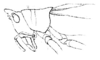 Erioloides spiniger (Redtenbacher, 1891): Pl. III, Fig. 8 a. head and pronotum, lateral view. (Otu).