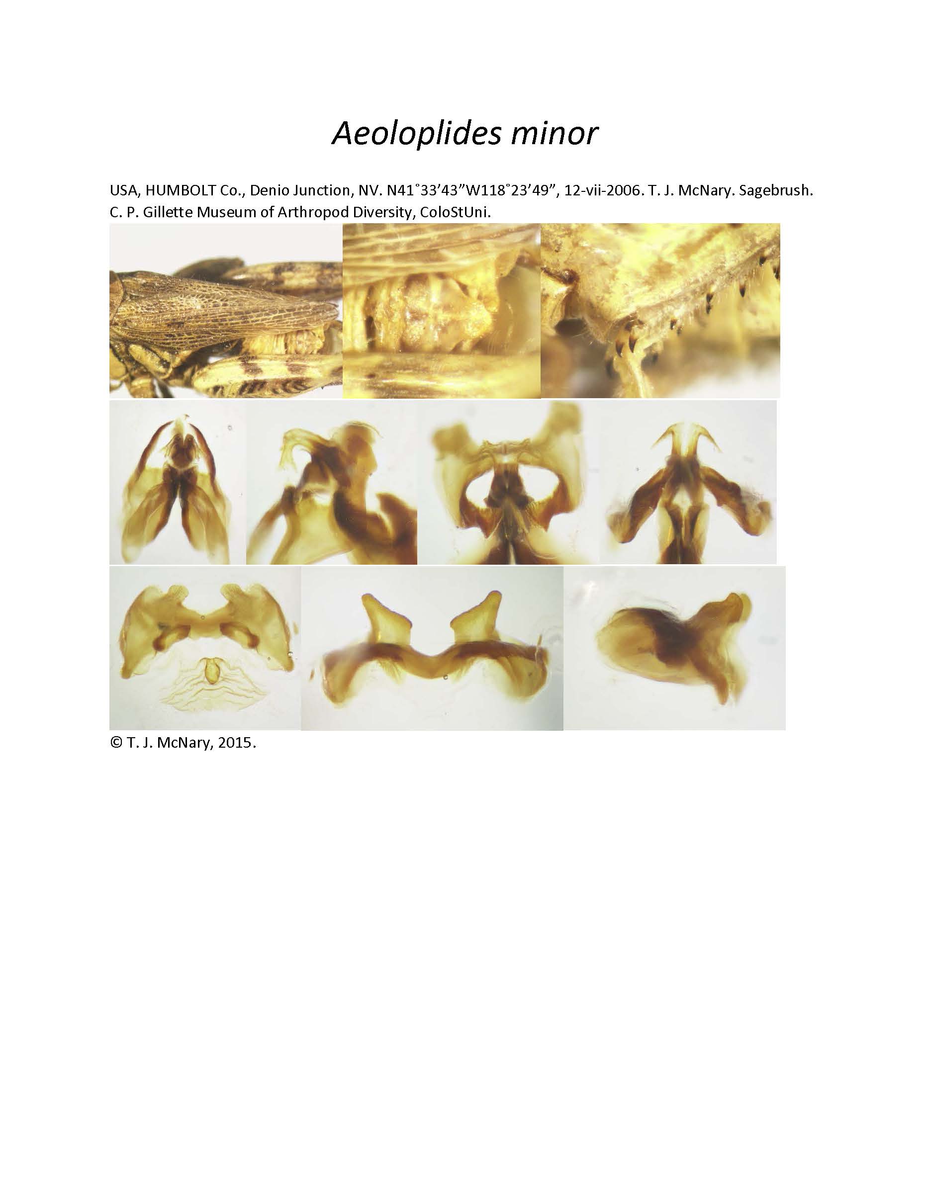 Depicts Aeoloplides minor (Bruner, 1904), an Otu.