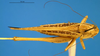 CollectionObject 1500532; 46fa0c63-8ae2-4ccc-b25c-f2f177273b66: female, dorsal view (syntype). (CollectionObject).