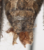 CollectionObject 1527097; 929a7435-ab76-4602-bca3-d6b07a266855: male cerci (holotype). (CollectionObject).