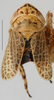 Habitus, dorsal view on Arahura Knight, 1975: Arahura reticulata, male, dorsally (BMNH). (Observation).