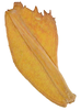 CollectionObject 1586507; 395f2f92-6b01-41f8-bad0-66a7164500f9: copyright Frank Hennemann. female: profemur dorsal view (paratype). (CollectionObject).