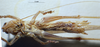 CollectionObject 1537881; ef47e50a-a23d-4a12-80a8-4db7fbd58f39: male, ventral view (paratype). (CollectionObject).