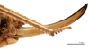 CollectionObject 1578328; a8edc683-f37b-407d-908a-f65e7ce8b7d0: ovipositor, lateral view (allotype of Deracanthina mistshenkoi Bazyluk, 1972). (CollectionObject).