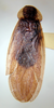 Melestora argentina (Rehn, 1915): Photo taken by Heidi Hopkins. (Otu).