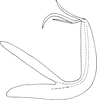 Aedeagus, lateral view on Edwardsiana flavofumosa Mitjaev, 1963: Aedeagus, lateral view (after Mitjaev). (Observation).