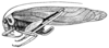 Euceraia insignis Hebard, 1927: Pl. XIX, Fig. 1 (type). female (tegmen length 47 mm). (Otu).