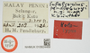 CollectionObject 1517923; 74e2d353-8f8a-4713-b836-fbc932f5ecd3, NHMUK010924489: labels (holotype). (CollectionObject).