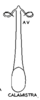 Aedeagus, ventral view: !! display not done !! on Gyponana (Gyponana) calamistra DeLong, 1942: (Observation).