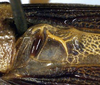 CollectionObject 1531370; NMW 4876, 7528f25f-e97e-4687-9714-84ace6f15c15: male stridulatory apparatus (holotype). (CollectionObject).
