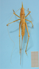 CollectionObject 1542657; 1d40070c-29b1-4e73-8759-b94cad83691b: female dorsal view (holotype). (CollectionObject).