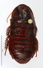 CollectionObject 1587512; MNHN(SF IMPORT DUPLICATE) MNHN-EP-EP786, c371a086-e8ce-4326-8f1c-edf2dcb97221: CC BY-NC-ND 4.0/MNHN - Depraetere Marion - 2014. Holotype, male, of kyebangensis Grandcolas, 2001. Specimen number: MNHN-EP-EP786. http://coldb.mnhn.fr/catalognumber/mnhn/ep/ep786. (CollectionObject).