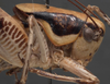 male pronotum, lateral view (holotype of Eupholidoptera kinzelbachi). Depicts CollectionObject 1505812; 7c290288-cd51-4322-872a-f277a007a54f, a CollectionObject.