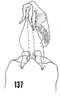 Pygofer, ventral view on Oecleus productus Metcalf, 1923: (Observation).