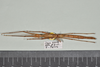 CollectionObject 1586090; QIMR QM T244739-T244740, 175ff28a-d506-43cf-aad5-07437cba24d4: copyright QM, Brisbane. female, dorsal view (paratype). (CollectionObject).