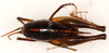 CollectionObject 1499671; 834e18f2-fd98-4743-bc6c-6f2bb473ab87: female, dorsal view. (CollectionObject).