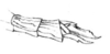 Astroma foliatum Brunner von Wattenwyl, 1890: Pl. 5, Fig. 12 C. female abdomen tip. (Otu).