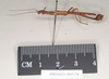CollectionObject 1561307; 65787e1d-43b2-44c6-9dc1-3cf6b807841b: copyright Natural History Museum, London. male, lateral view of synonym Presbistus ridleyi (paralectotype). (CollectionObject).