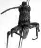 CollectionObject 1506175; 3e30de47-1ac4-4090-8e94-47c416e31dc6: Image Carbonell, C.S. male, frontal view (lectotype). (CollectionObject).