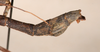CollectionObject 1557365; NMW 646, 0392c4db-07d2-482a-83b6-0a62e65d4185: copyright NMW, Vienna. male: end of abdomen, lateral view (holotype). (CollectionObject).