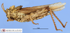 CollectionObject 1513526; MLP3492/2, acf8553d-61ca-4047-81b3-6cc0cad32112: female, lateral view (paratype). (CollectionObject).