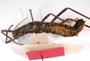 CollectionObject 1557255; f60714aa-cfa4-4b2b-bbe3-67345f8d0c7d: Copyright MNCN, Madrid. female, ventral view (holotype). (CollectionObject).