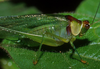 Euceraia atryx Grant, 1964: male (La Selva, Costa Rica). (Otu).