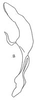 Aedeagus, lateral view: !! display not done !! on Endria micaria (Ball, 1911): Aedeagus, lateral view. (Observation).