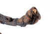 CollectionObject 1557227; 8a936a68-9978-4ad0-ad2d-d85b9bc80312: copyright ZMUH, Hamburg. male: en of abdomen, lateral view (syntype). (CollectionObject).