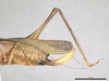 CollectionObject 2208340; MPEGMPEG 05035883, 54ca76cc-304e-48ea-832e-e9a6f5bc0905: Female abdomen, lateral view. (CollectionObject).