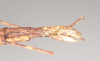 CollectionObject 1562008; 97692831-18a5-4ddc-b2db-6d36049eae30: copyright Natural History Museum, London. female: end of abdomen, lateral view of Necroscia erechtheus (syntype). (CollectionObject).;CollectionObject 1562009; 53412c23-1e79-4263-a0de-477be4c94e88: copyright Natural History Museum, London. female: end of abdomen, lateral view of Necroscia erechtheus (syntype). (CollectionObject).