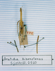 CollectionObject 1563737; 142aceb1-a66e-4702-9308-10c43d1e7bc7: copyright MNHN, Paris. female (syntype). (CollectionObject).