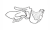 Leptopteracris nigra Carbonell & Descamps, 1978: Fig. 20. Complexe phallique de profil, I´assise épiphallique enlevée/ Male, phallic complex without epiphallus (lateral view). (Otu).