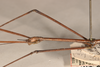CollectionObject 1558237; d49b09bf-b84f-4f86-9d9a-2a9462d10240: copyright OUMNH. male head, lateral view (syntype). (CollectionObject).